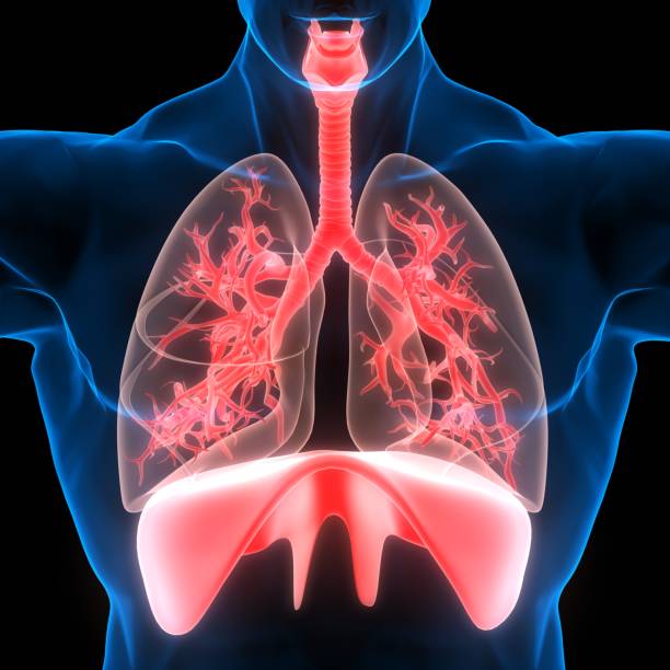 anatomía del sistema respiratorio humano - diaphragm fotografías e imágenes de stock