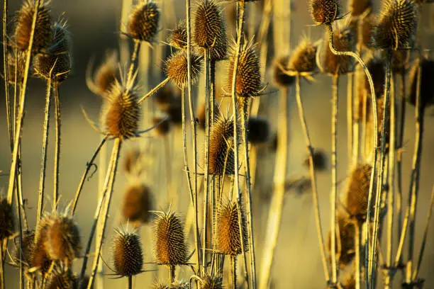 Field covered with Dipsacus. Wild teasel or fuller's teasel (Dipsacus fullonum) in sunset. A beautiful texture.