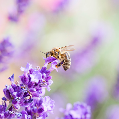 A honey bee is pollinating a lavender flower.