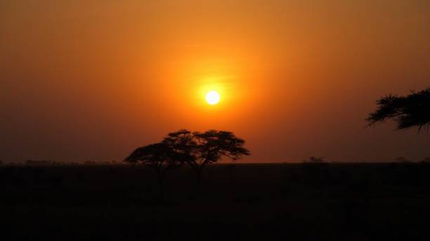istock Africa sunset with orange sky 1204874087