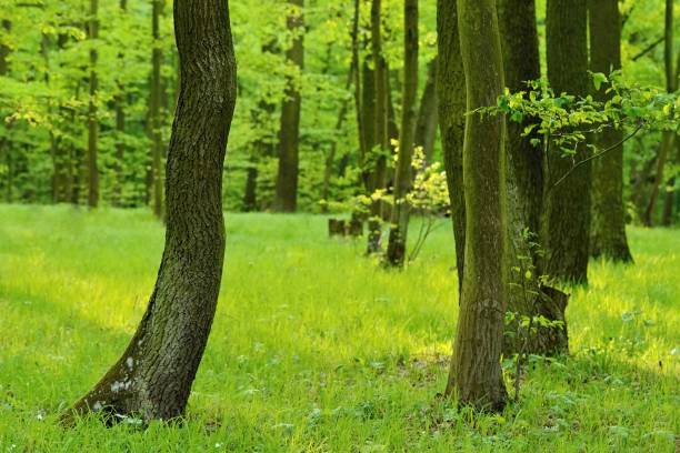 istock Green nature background. Forest, trees and sun rays. Colorful spring nature background. 1204874377