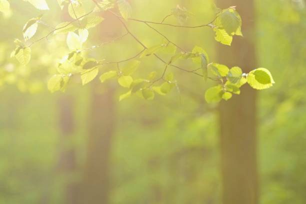 istock Green nature background. Forest, trees and sun rays. Colorful spring nature background. 1204875331