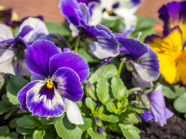 Pansy in a purple color Pansy in a purple color viola tricolor stock pictures, royalty-free photos & images