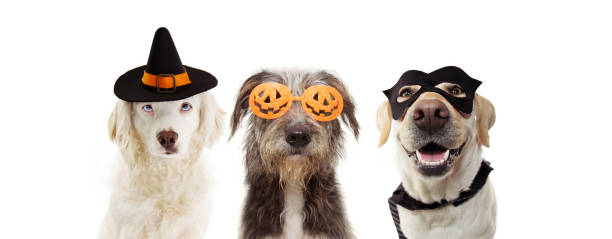 バナーカボチャオレンジの眼鏡、ヒーローと魔女の衣装を身に着けているハロウィーンを祝う3匹の子犬。白い背景に隔離されています。 - ペット服 ストックフォトと画像