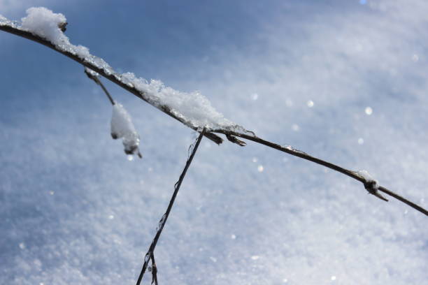 istock branch in ice with crystal on snow background 1204876442