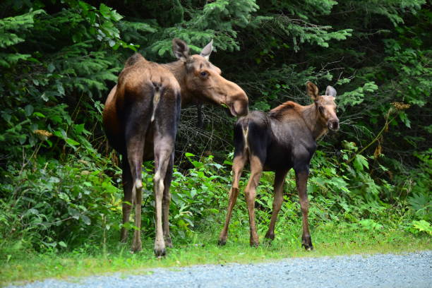 istock Female Moose and Calf 1204876817
