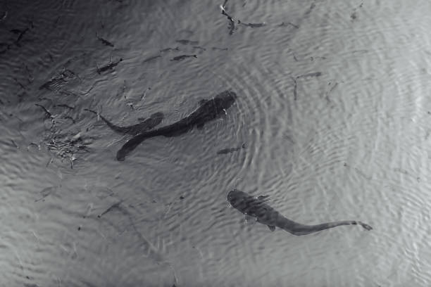 due giganteschi pesci gatto neri che nuotano nello stagno con altri piccoli pesci nella zona di chernobyl - aes foto e immagini stock