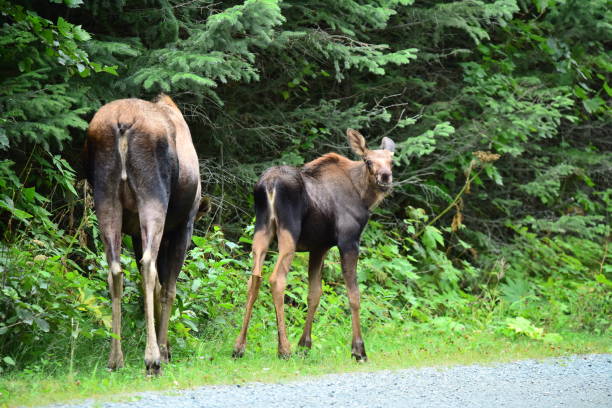 istock Female Moose and Calf 1204877731