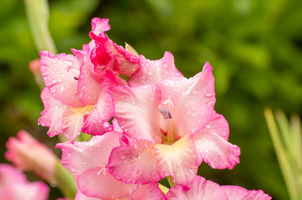 istock Pink gladiolus, raindrops on flower. Spring Garden with gladiolus. 1204878843
