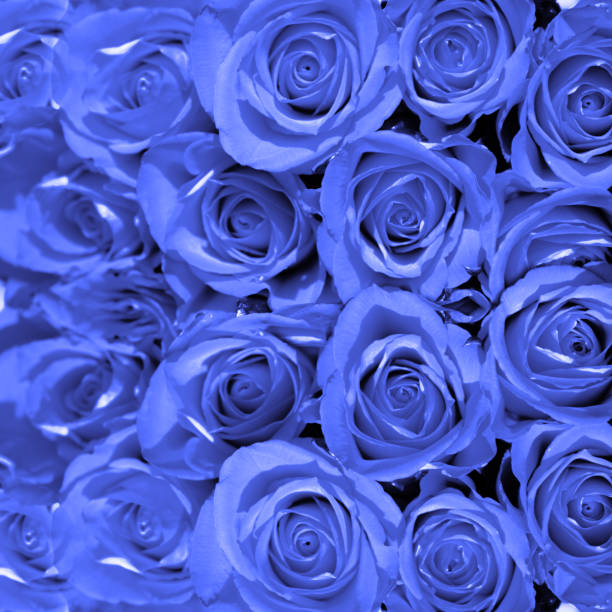 istock Beautiful rose background for Valentines day 1204878997