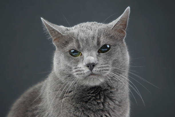 istock Studio portrait of a beautiful grey cat on dark background 1204879096