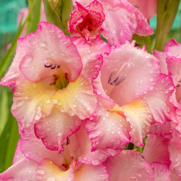 istock Pink gladiolus, raindrops on flower. Spring Garden with gladiolus. 1204879427