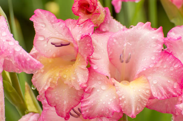 istock Pink gladiolus, raindrops on flower. Spring Garden with gladiolus. 1204879439