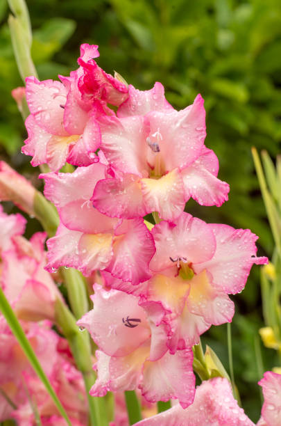 istock Pink gladiolus, raindrops on flower. Spring Garden with gladiolus. 1204879441