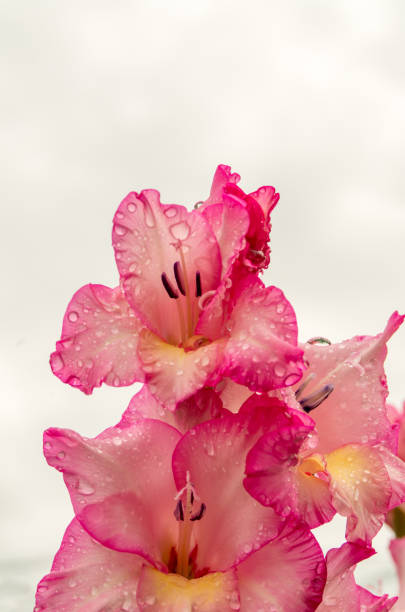 istock Pink gladiolus, raindrops on flower. Spring Garden with gladiolus. 1204880020
