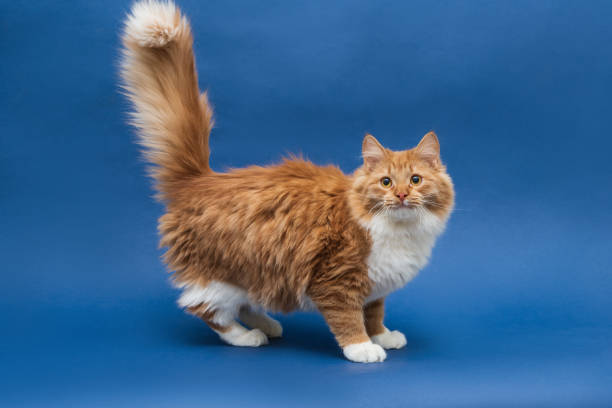 istock Standing cute white-orange cat looking at the camera 1204880172