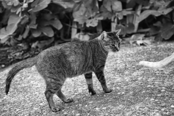 istock Cats abandoned street 1204880383