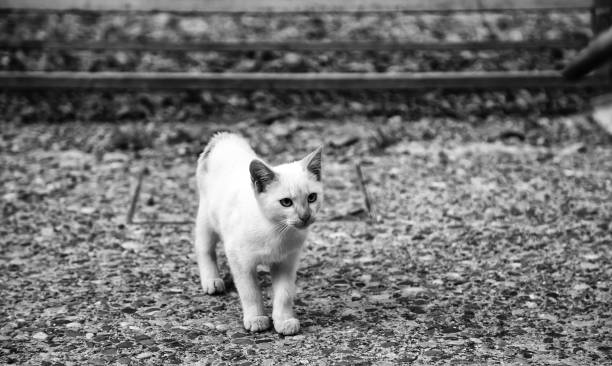istock Street cats eating 1204880397