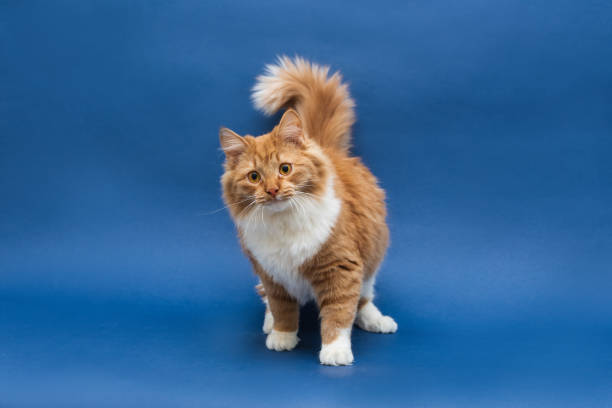 istock Standing cute white-orange cat looking at the camera. Full face. Dark blue background. Isolated 1204882993