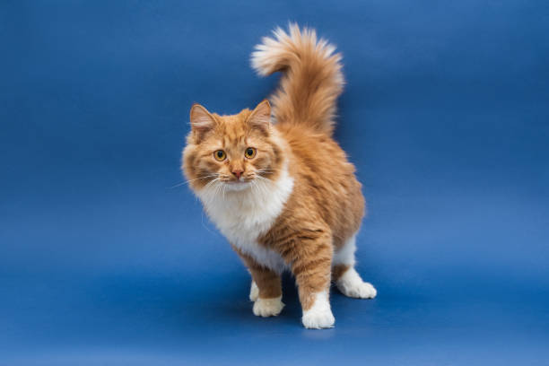 istock Standing cute white-orange cat looking at the camera. Full face. Dark blue background. Isolated 1204883011