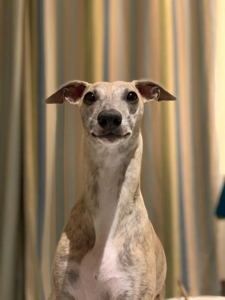istock Whippet dog staring at us 1204885114