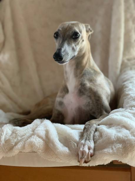 istock Whippet seating on a chair 1204885707