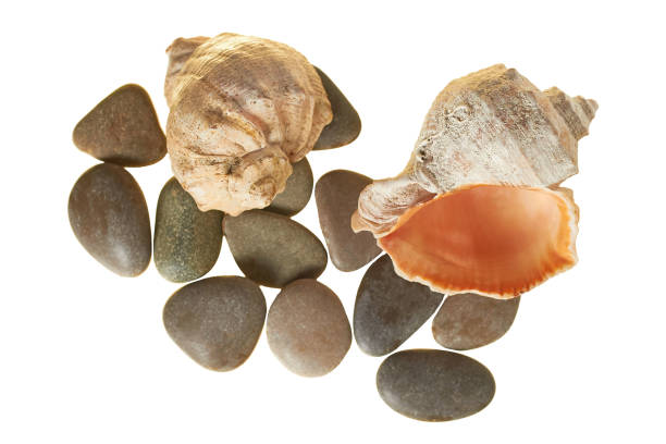 Spiral empty aged seashells and smooth gravel isolated on white background without shadow