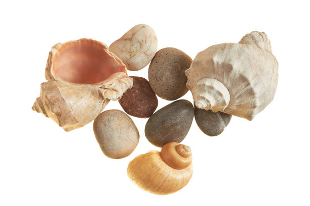 istock Spiral empty aged seashells and smooth gravel isolated on white background without shadow 1204886744