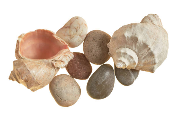 istock Spiral empty aged seashells and smooth gravel isolated on white background without shadow 1204886745
