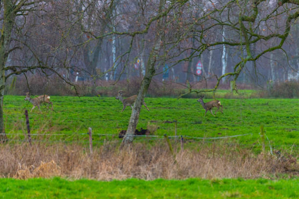 Some  deer run across a green field in the evening