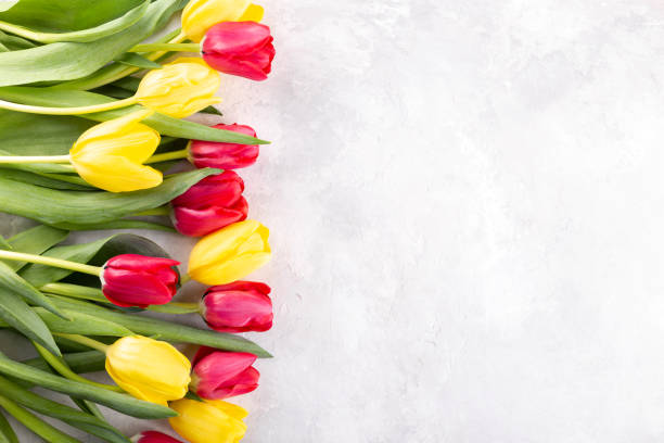 istock Red and yellow tulips 1204886882