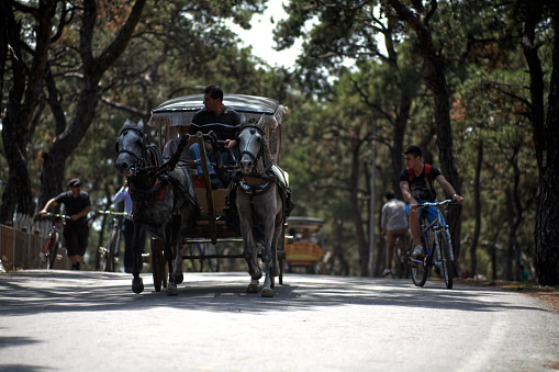 View of a horse cart captured on the 06/08/2014 in main street of Princess Island, Istanbul, surrounded by trees.
