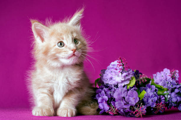 istock Maine coon kitten with flowers on pink background. 1204888152