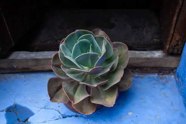 Photo of succulents on an old window sill, against a blue wall, closeup.