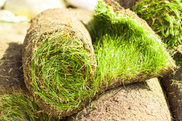 istock The rolled grass lawn closeup is ready for laying. 1204888301