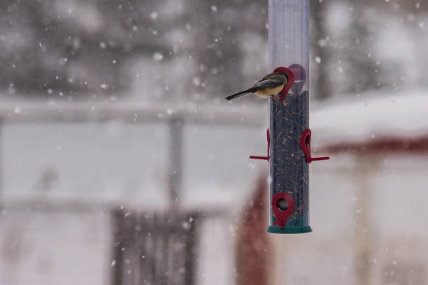 istock Bird eating from a feeder in Winter Time 1204889159