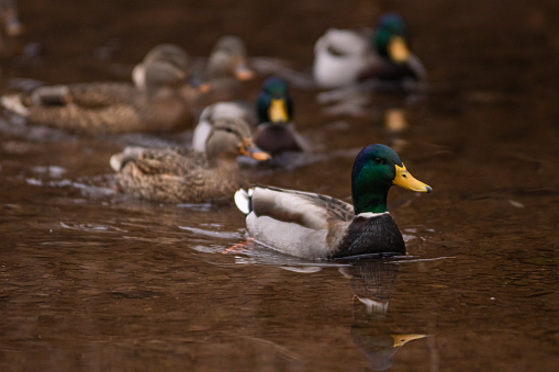 Close up Mallard Ducks Swimming