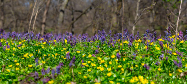 istock spring forest glade covered by a flowers, spring outdoor background 1204890485