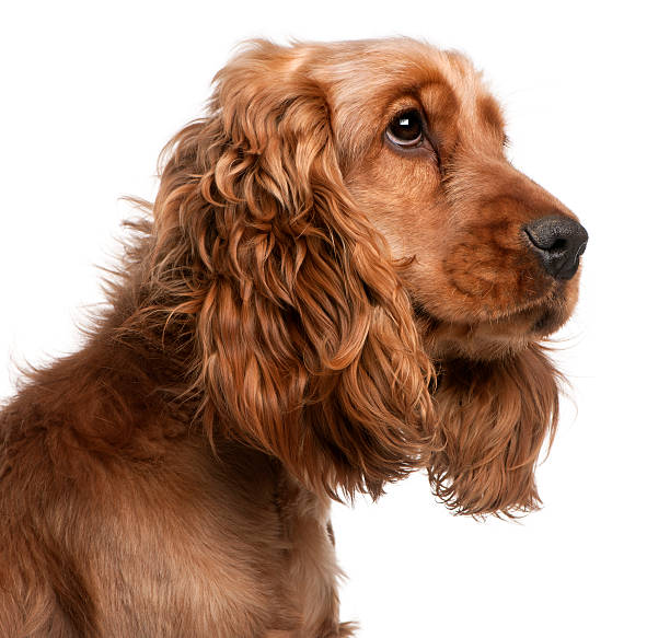 istock English Cocker Spaniel, 2 years old, white background. 120489271