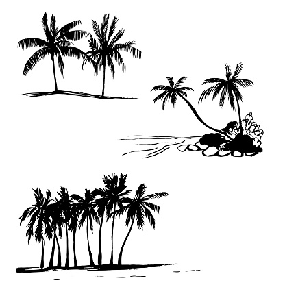 Hand drawn palm trees. Vector sketch  illustration.