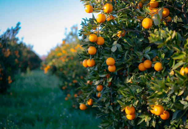 orangen wachsen auf baumplantagen - zitrusfrucht fotos stock-fotos und bilder