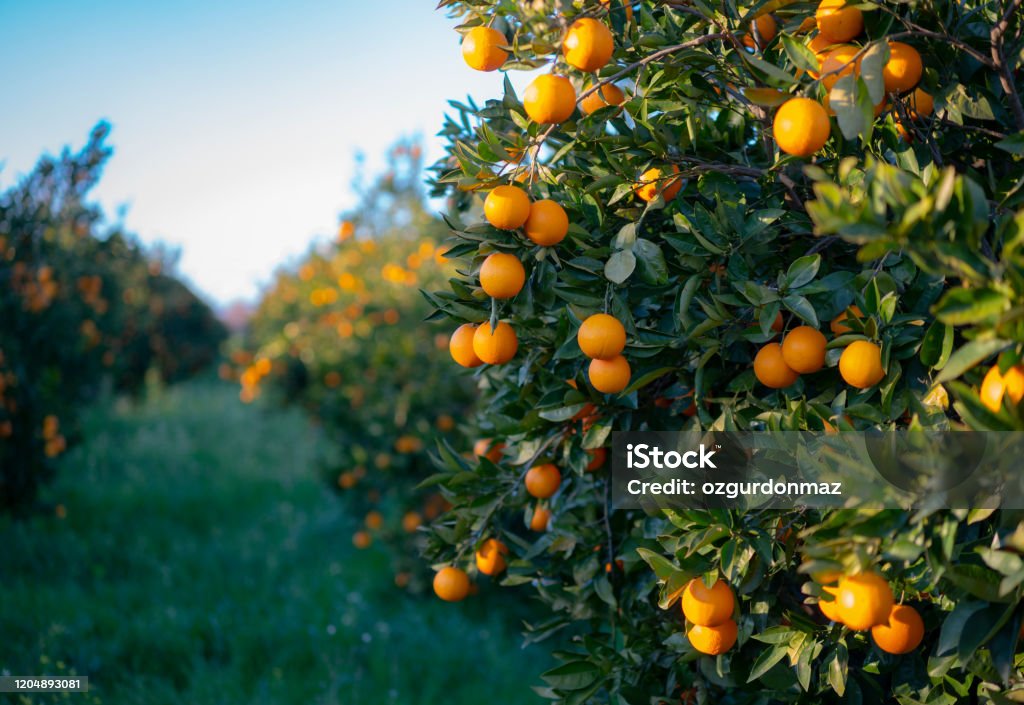 Oranges growing on tree orchard Oranges growing on tree orchard, Mugla, Turkey Orange - Fruit Stock Photo