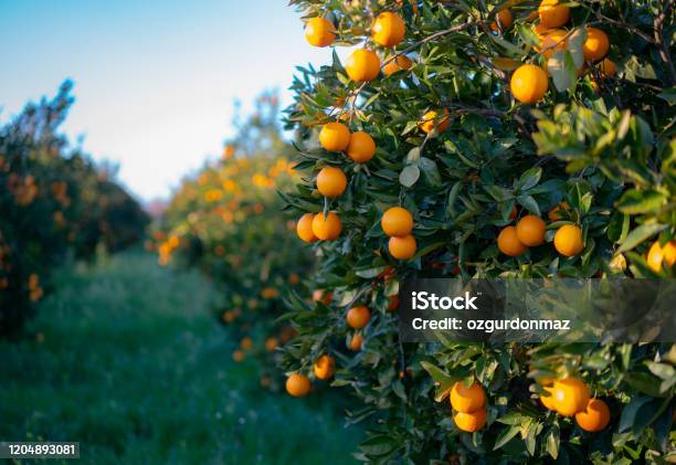 Oranges Growing On Tree Orchard Stock Photo - Download Image Now - Orange - Fruit, Orange Tree, Orange Color