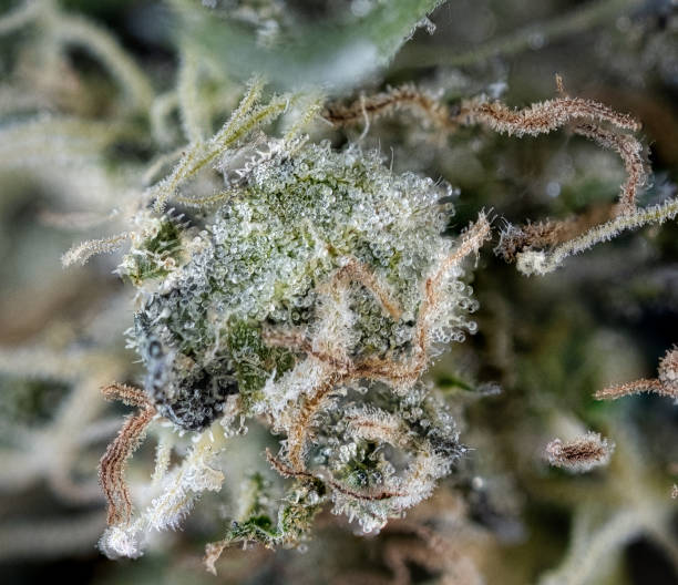 Cannabis Flower Detail stock photo