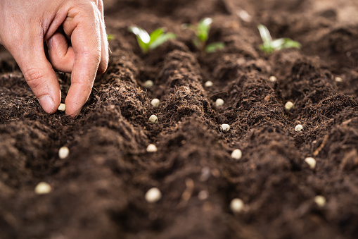 Farmer's Hand Planting Seeds In Soil In Rows