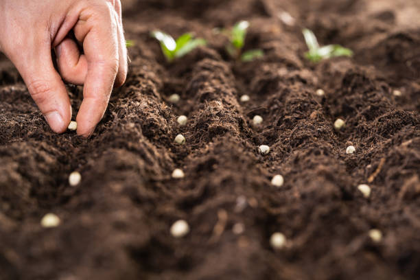 farmer's hand planting seeds in soil - semeando imagens e fotografias de stock