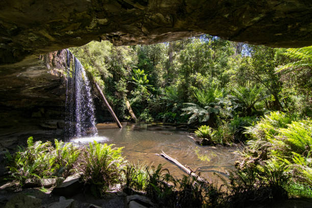 baja kalimna cae en el parque nacional great otway - rainforest waterfall australia forest fotografías e imágenes de stock