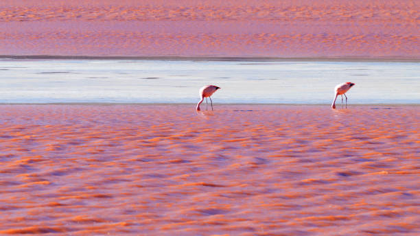 istock Laguna Colorada flamingos, Bolivia 1204894302
