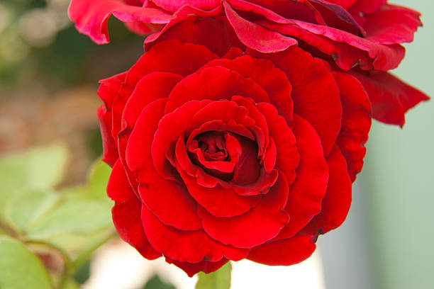 istock Rose Flowers colors botanic garden 1204894513