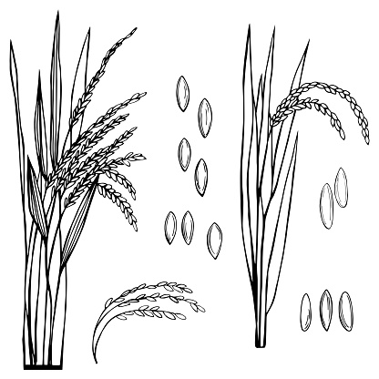 Spikelet of rice with the leaves on a white background. Vector sketch  illustration.